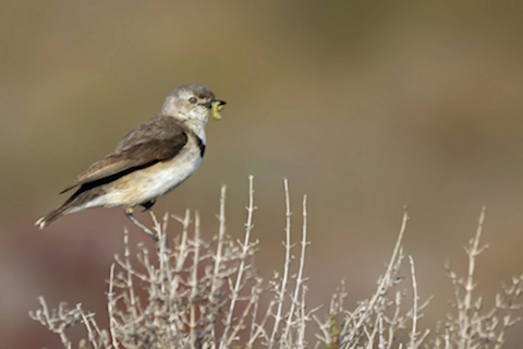White-fronted Chat (Epthianura albifrons)